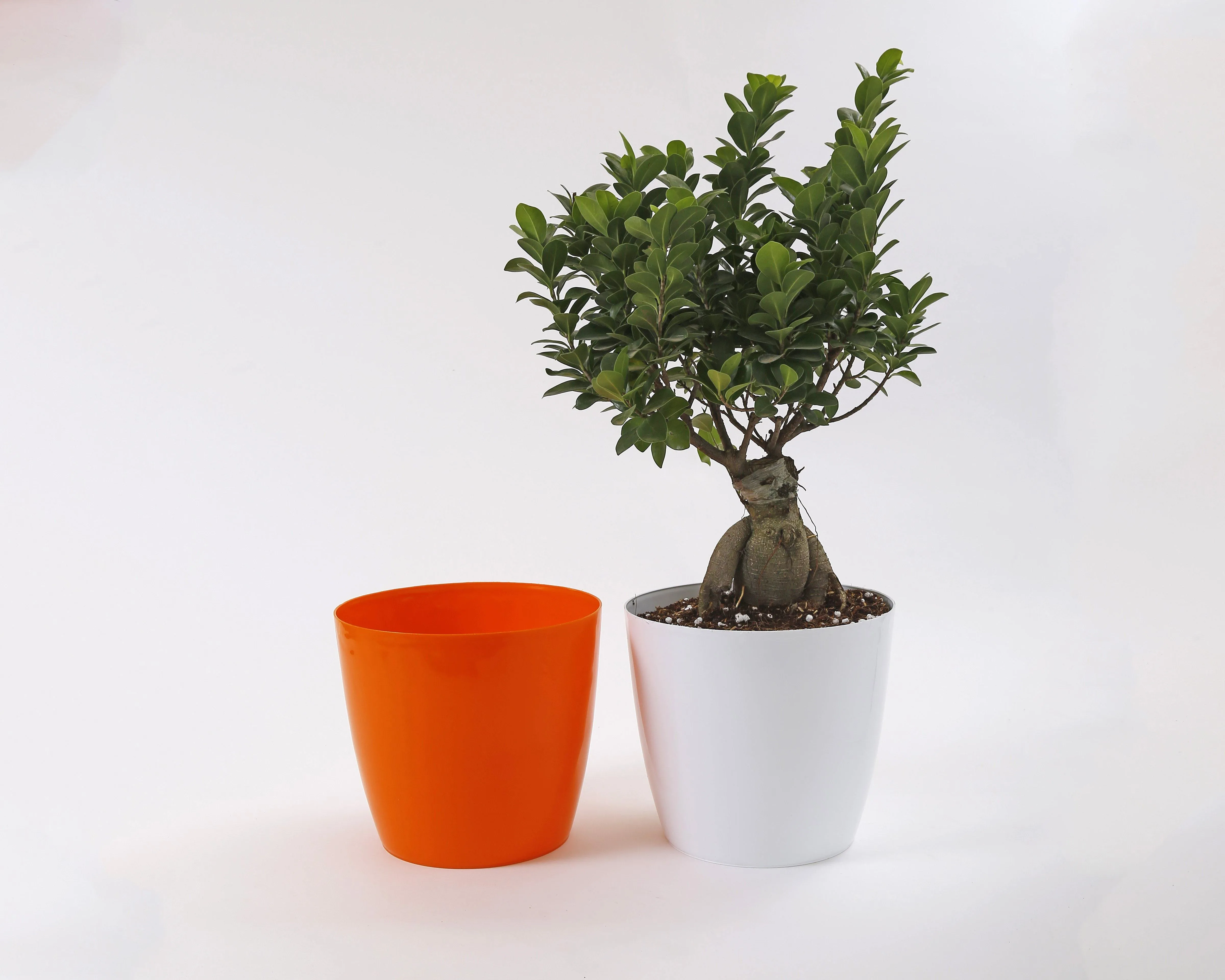 8.5 Inch Orange Singapore Pot (220mm)